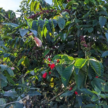 Ivy Coffee Farm - Garden House Lejlighed Duc Trong Eksteriør billede