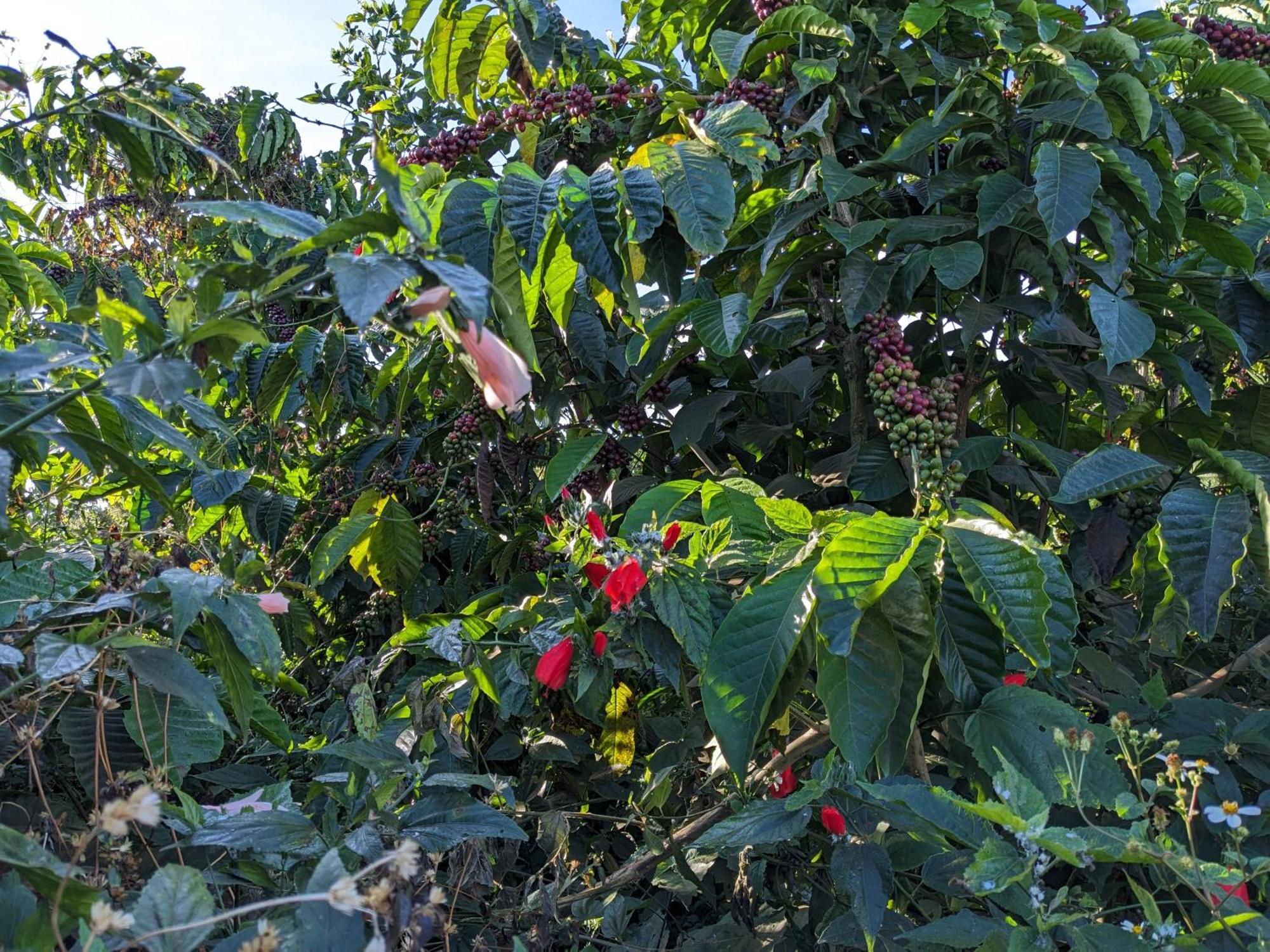 Ivy Coffee Farm - Garden House Lejlighed Duc Trong Eksteriør billede