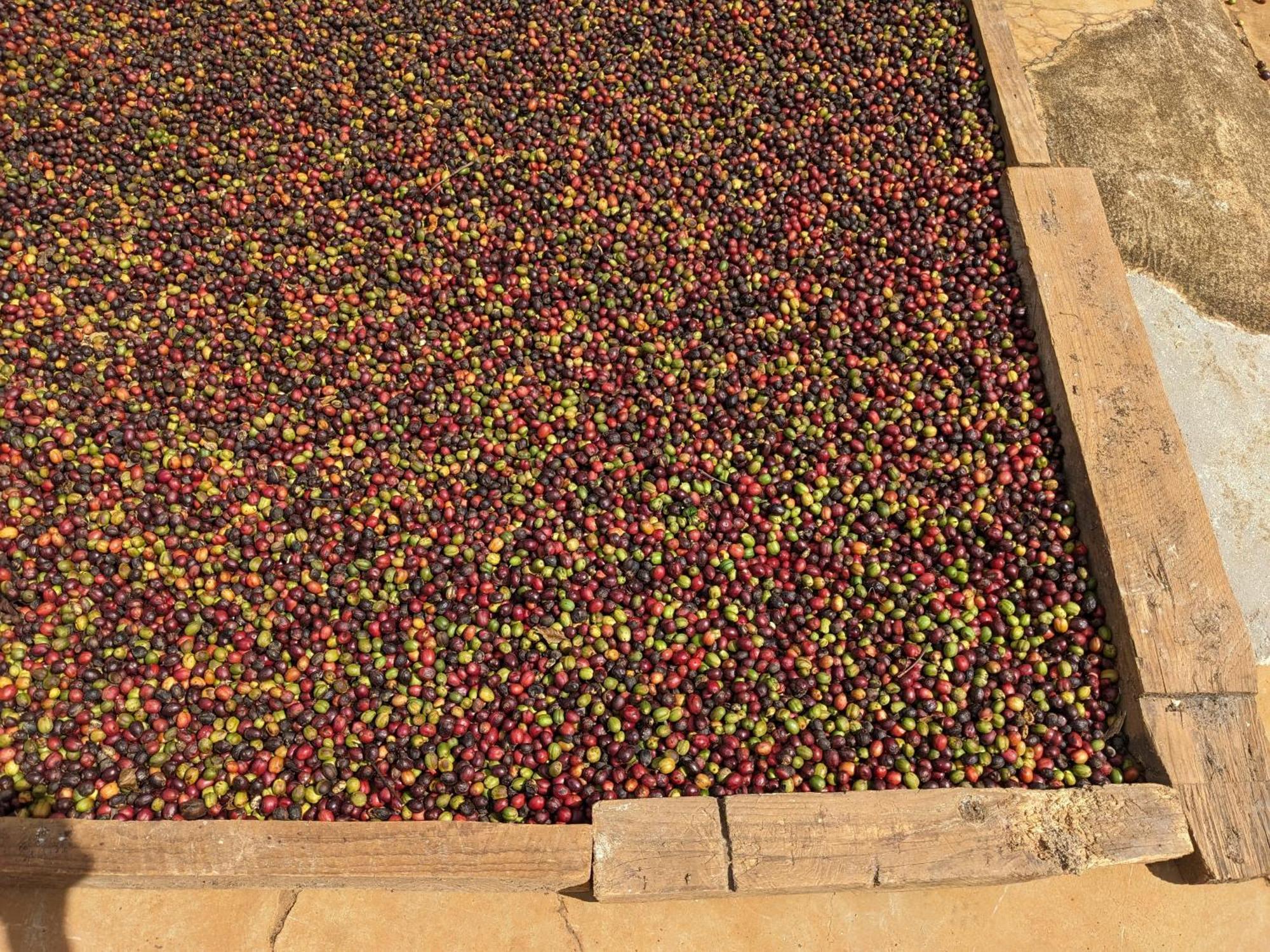 Ivy Coffee Farm - Garden House Lejlighed Duc Trong Eksteriør billede