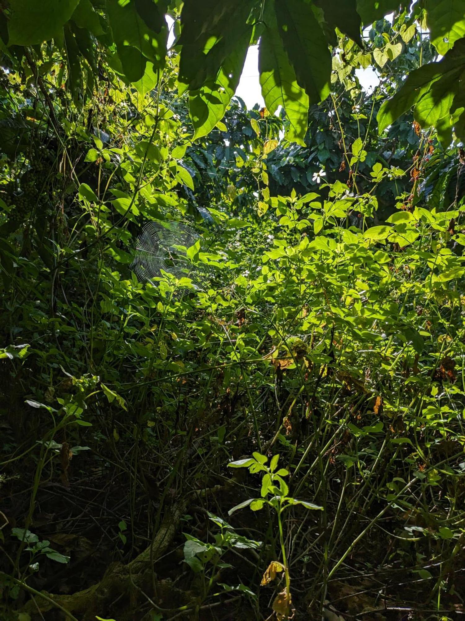 Ivy Coffee Farm - Garden House Lejlighed Duc Trong Eksteriør billede