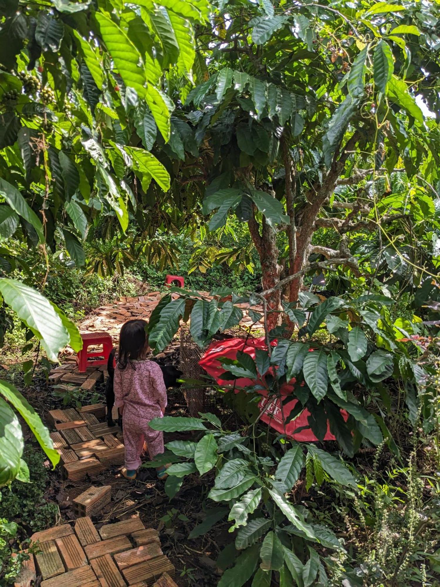 Ivy Coffee Farm - Garden House Lejlighed Duc Trong Eksteriør billede