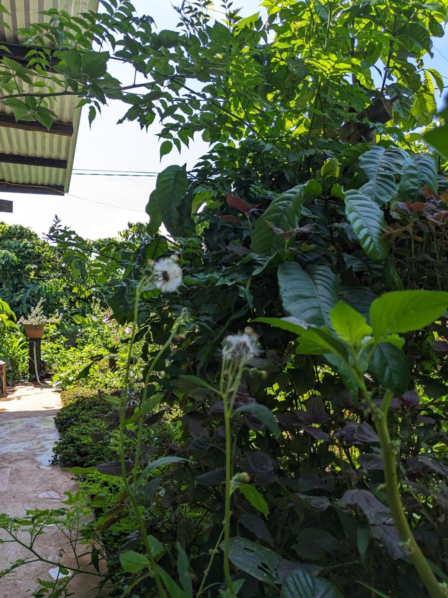 Ivy Coffee Farm - Garden House Lejlighed Duc Trong Eksteriør billede