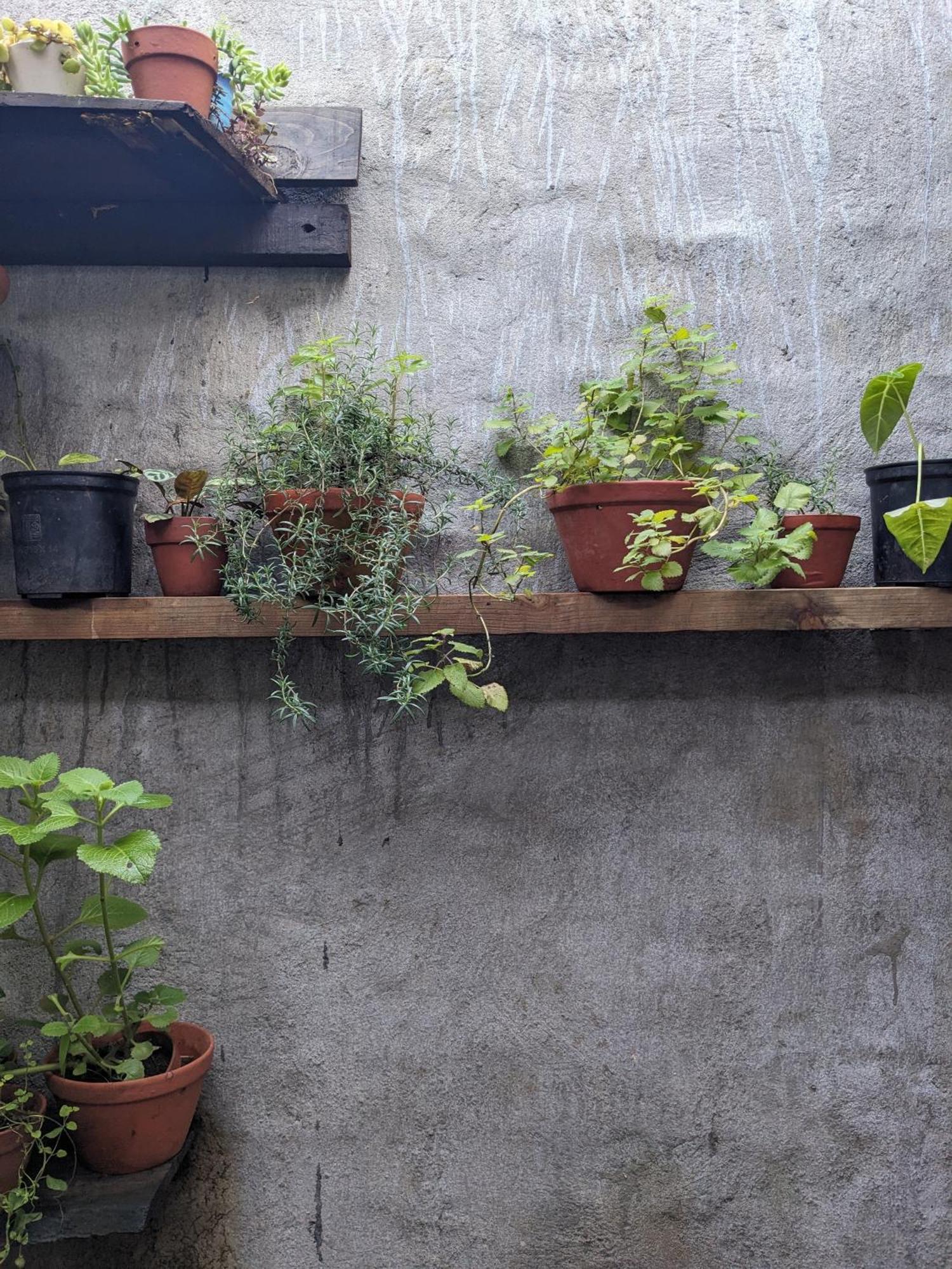 Ivy Coffee Farm - Garden House Lejlighed Duc Trong Eksteriør billede