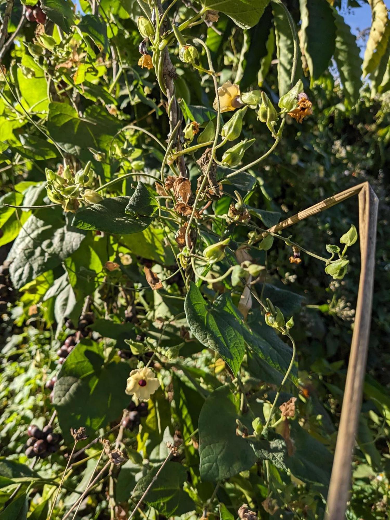 Ivy Coffee Farm - Garden House Lejlighed Duc Trong Eksteriør billede