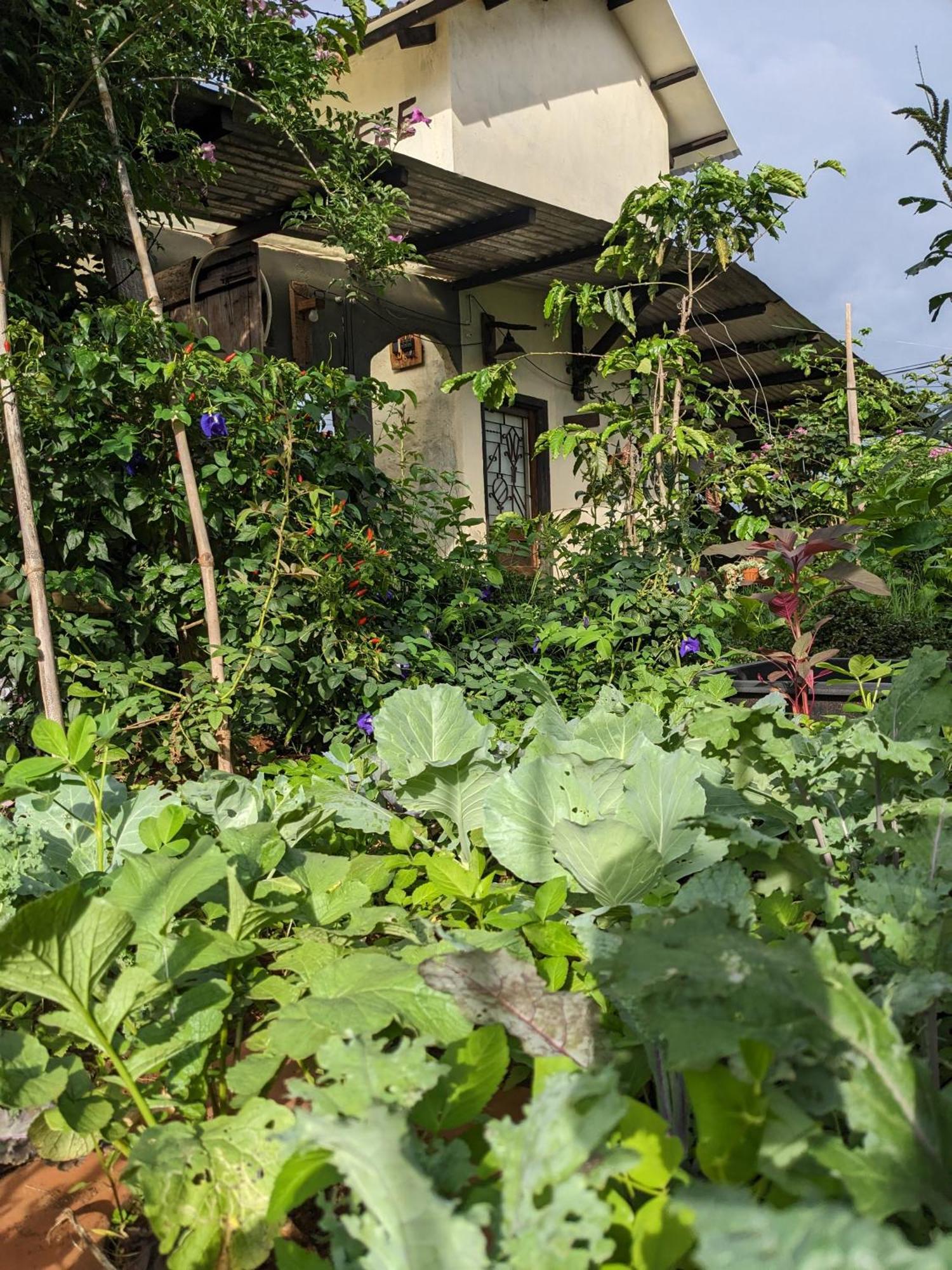 Ivy Coffee Farm - Garden House Lejlighed Duc Trong Eksteriør billede