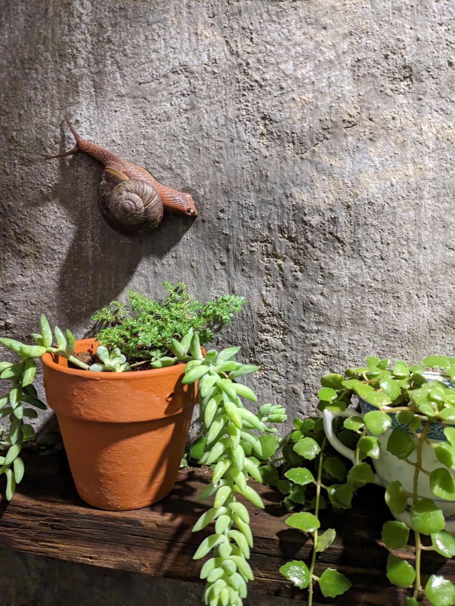 Ivy Coffee Farm - Garden House Lejlighed Duc Trong Eksteriør billede