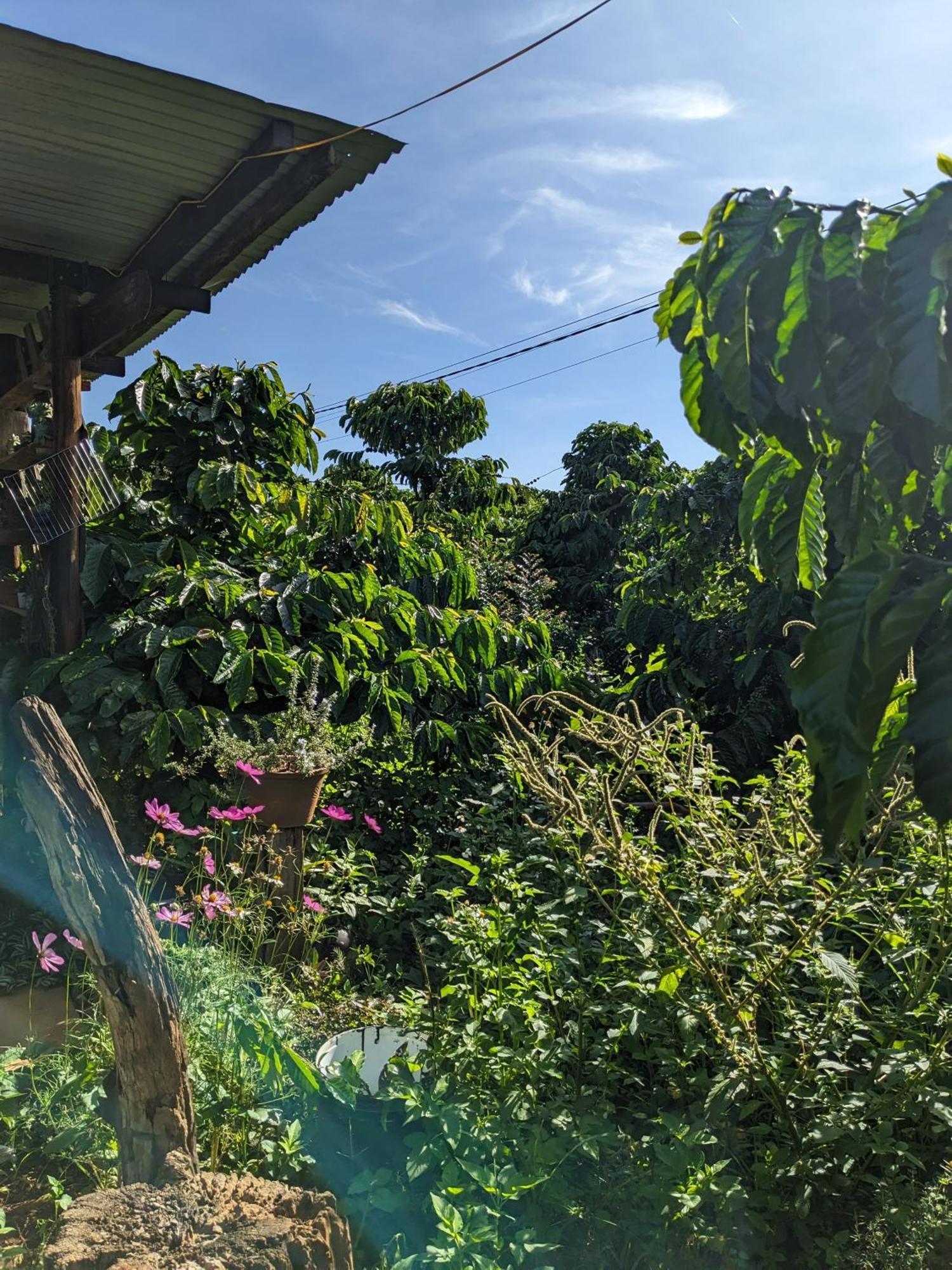 Ivy Coffee Farm - Garden House Lejlighed Duc Trong Eksteriør billede